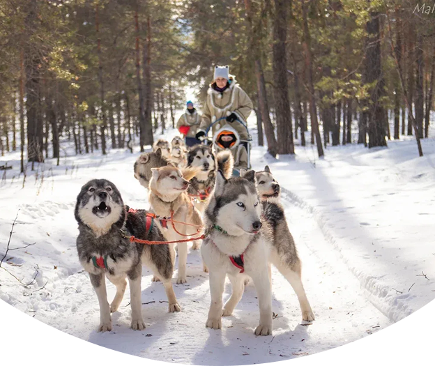 Маламут Лэнд